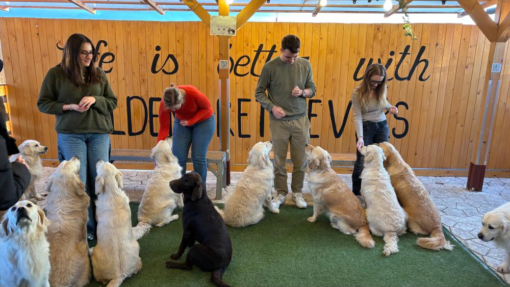 Dogs